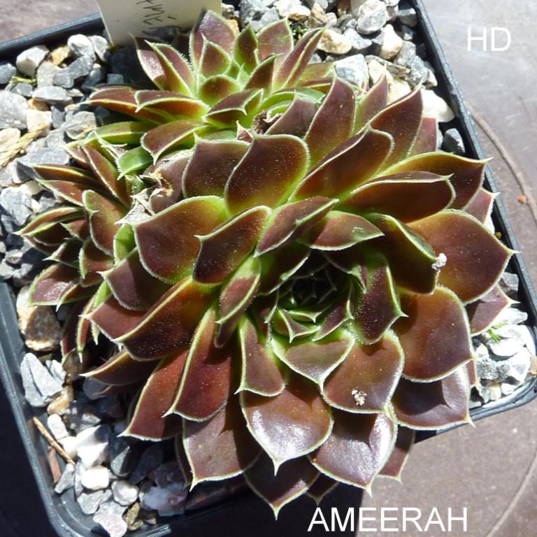 Ameerah / Jovi