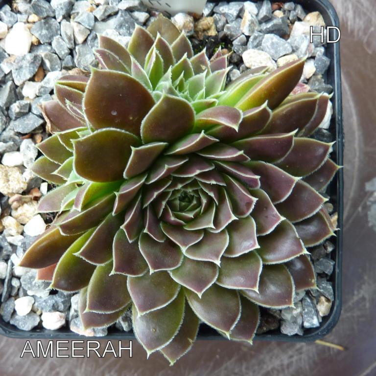 Ameerah / Jovi