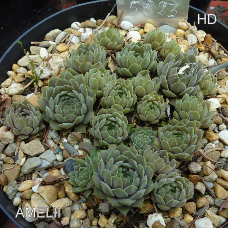 Amelii