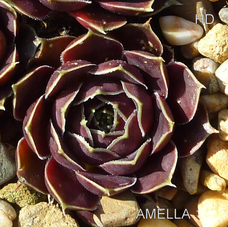 Amella / Jovi