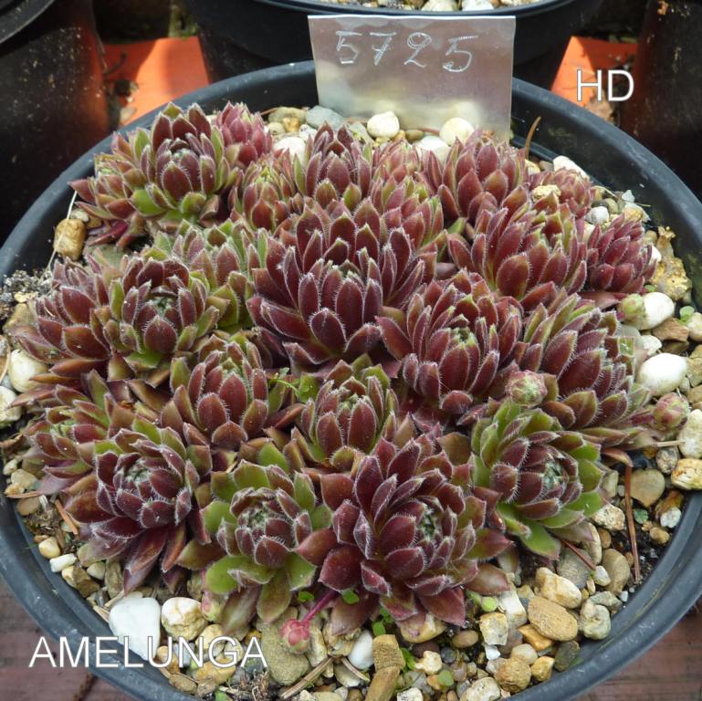 Amelunga