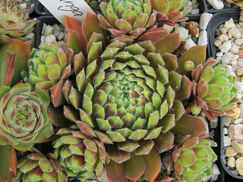 Amelunga