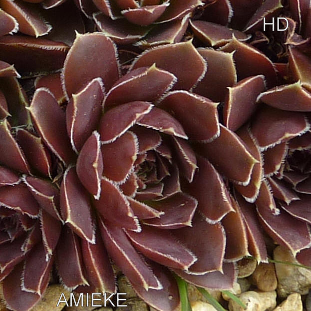 Amieke / Jovi