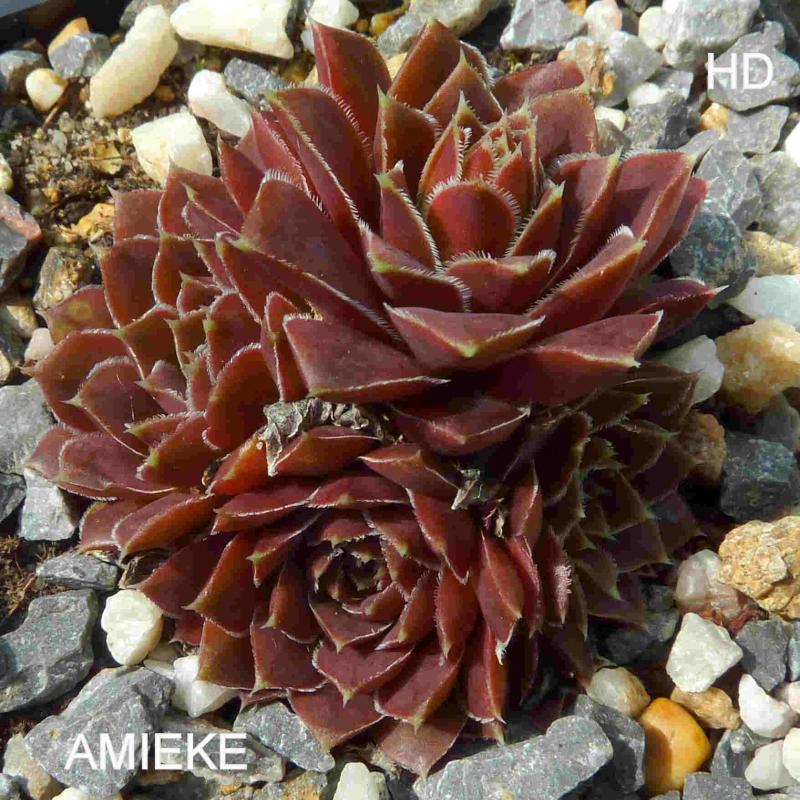 Amieke / Jovi