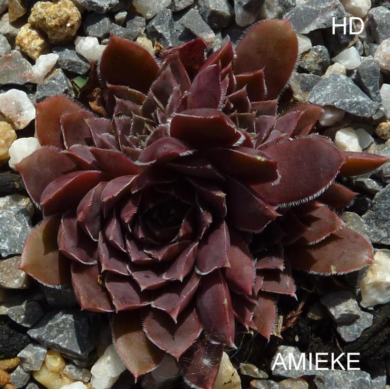 Amieke / Jovi