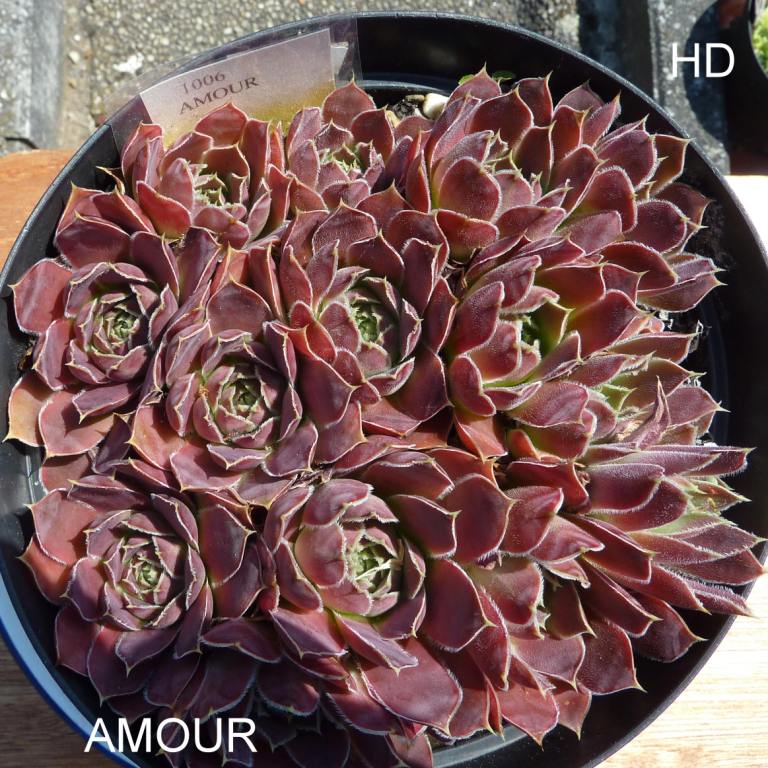 Amour / Jovi