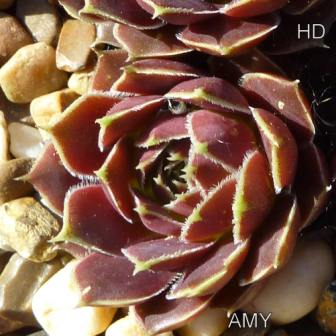 Amy / Jovi