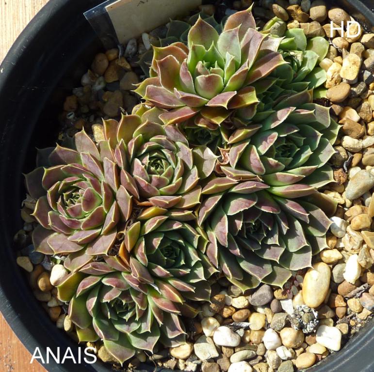 Anais / Jovi