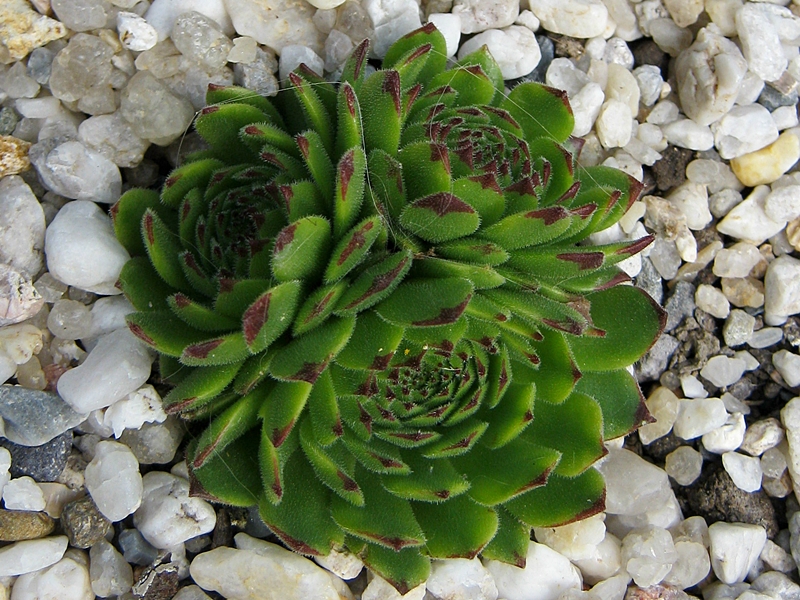 Anchisa