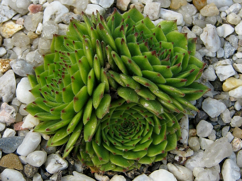 Anchisa