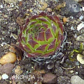 Anchisa