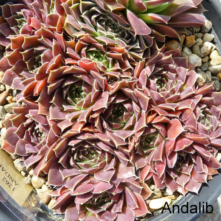 Andalib / Jovi