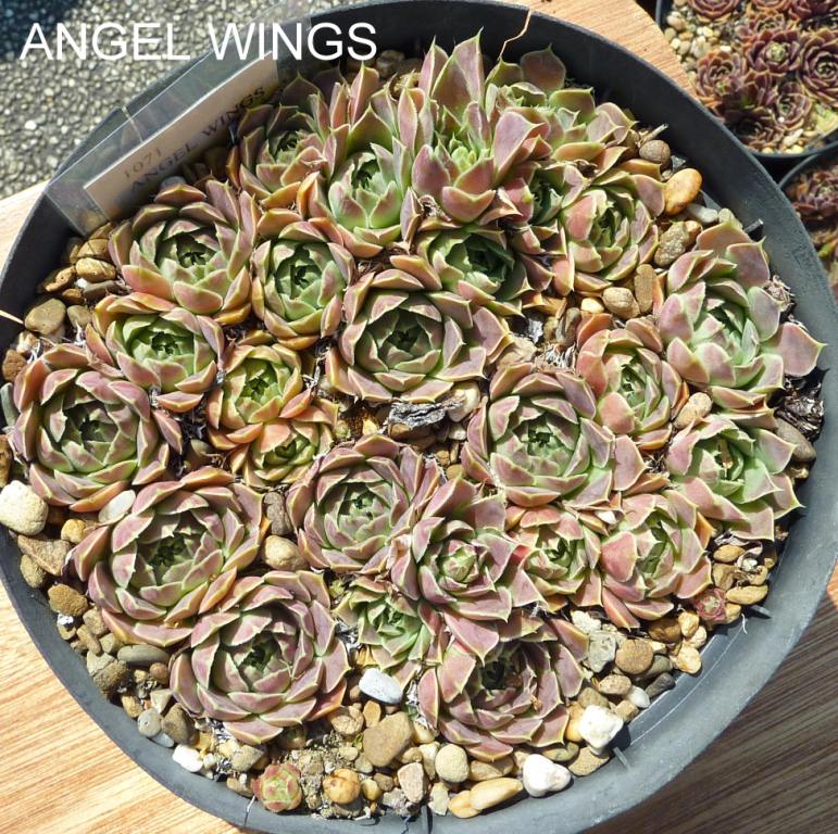 Angel Wings / Jovi