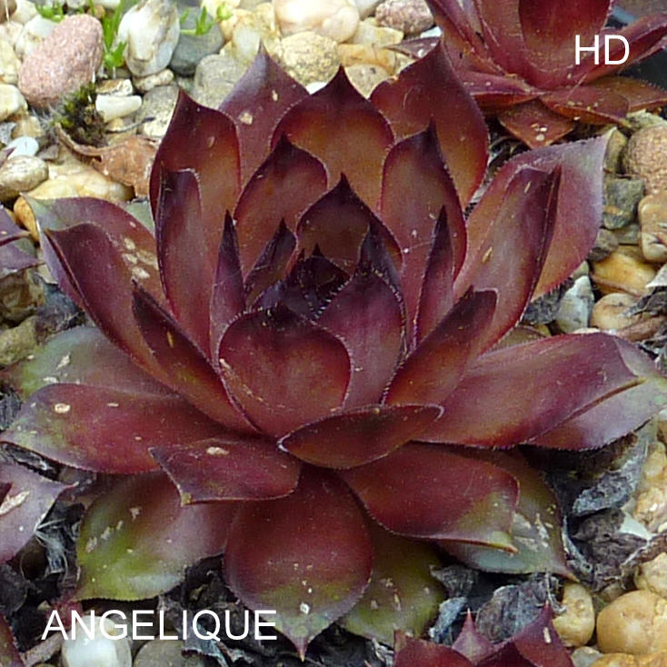 Angelique