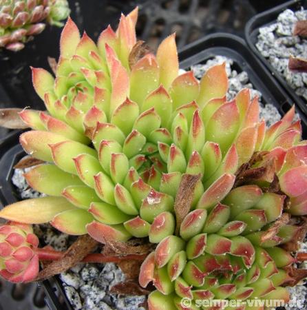 marmoreum ssp. reg.-am. (angustissimum) fr. Borsod-Abani-Zemplén/Regec