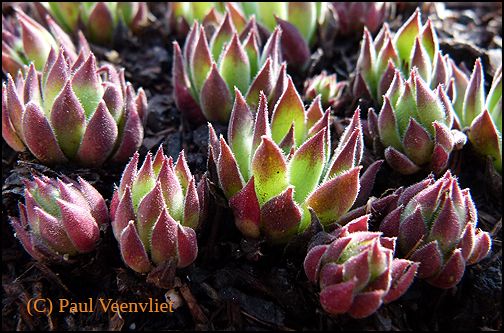 marmoreum ssp. reginae-amaliae (angustissimum)