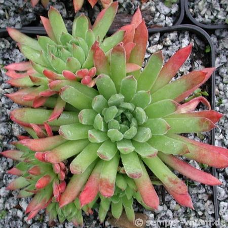 marmoreum ssp. reginae-amaliae (angustissimum)