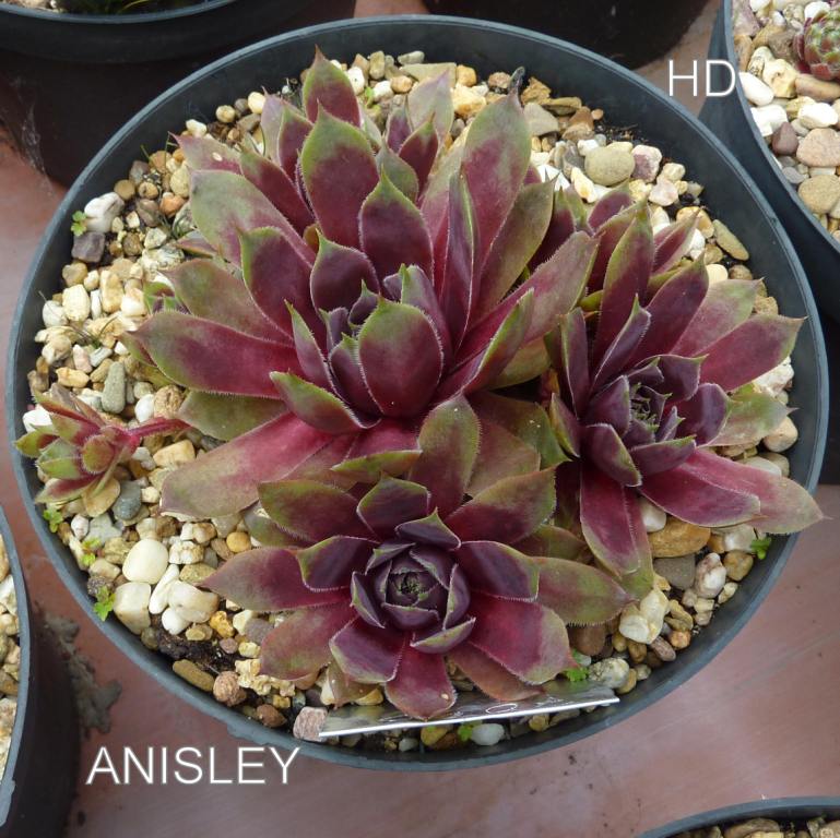 Anisley