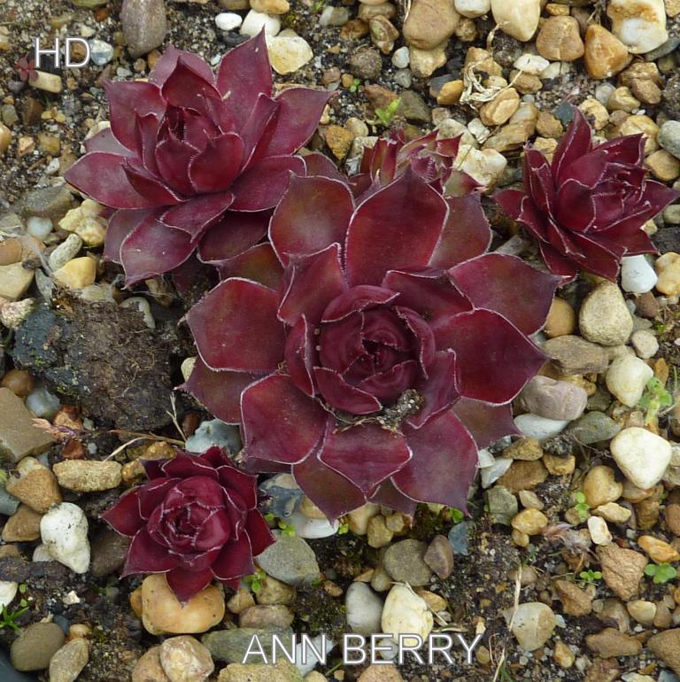 Ann Berry
