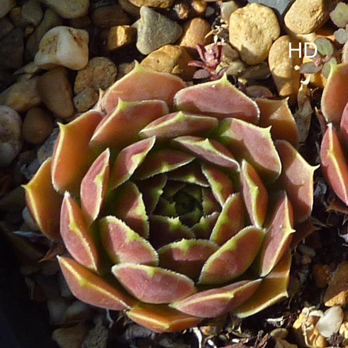 Anna Lisa / Jovi