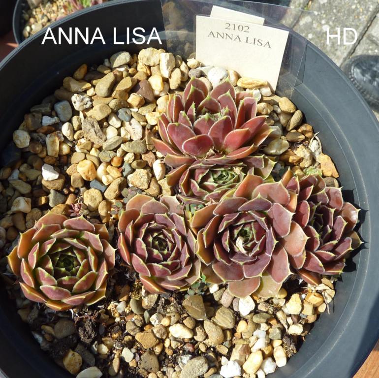Anna Lisa / Jovi