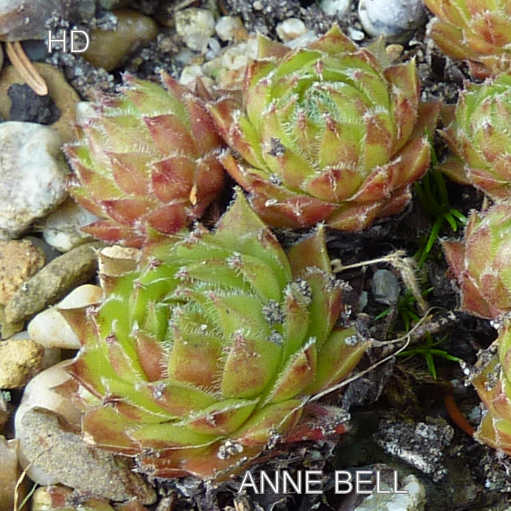 Anne Bell