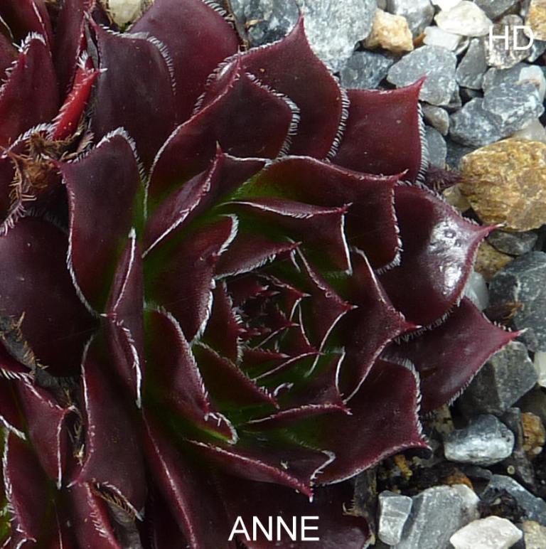 Anne / Jovi