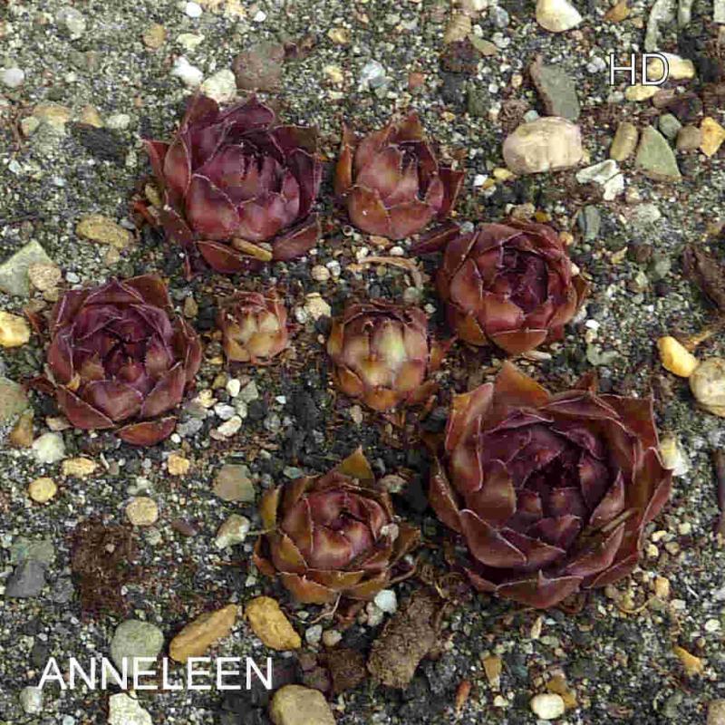Anneleen