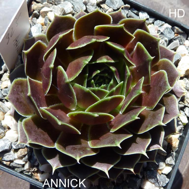 Annick / Jovi