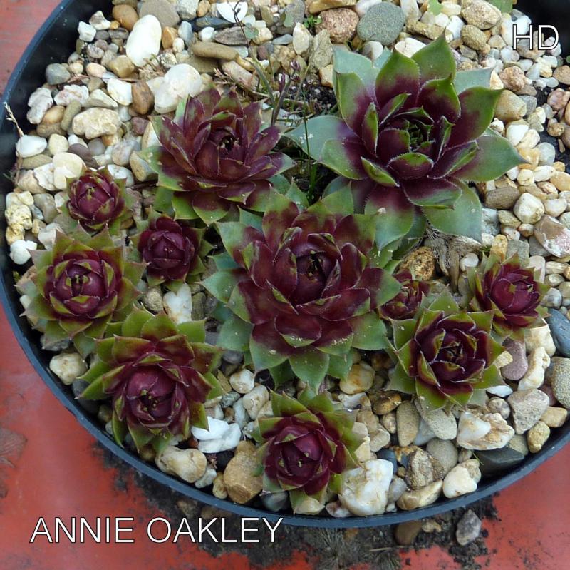Annie Okley