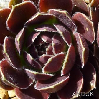 Anouk / Jovi ( II )