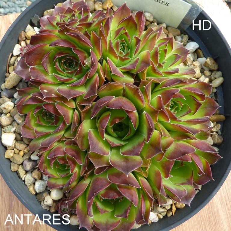 Antares / Jovi
