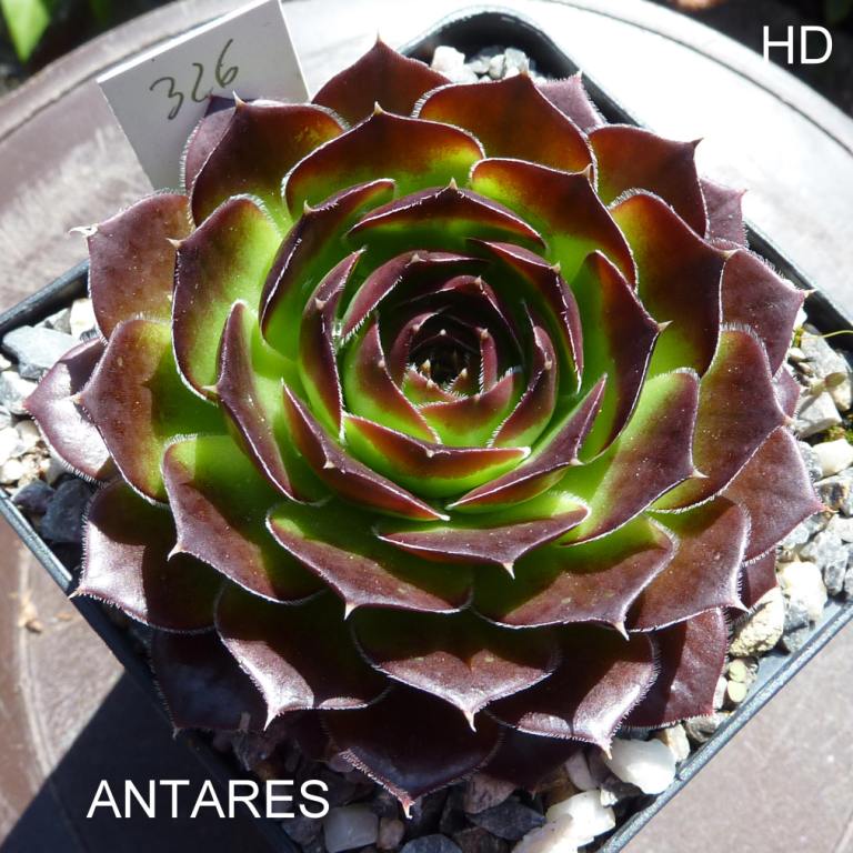 Antares / Jovi