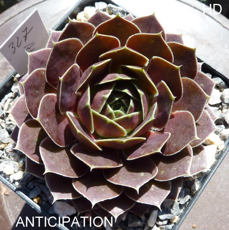 Anticipation / Jovi