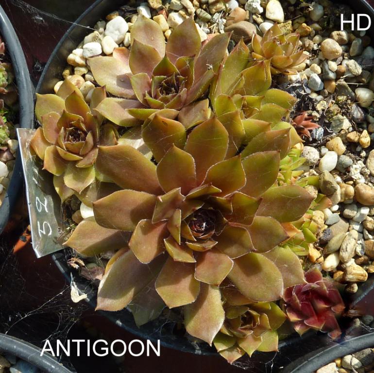 Antigoon