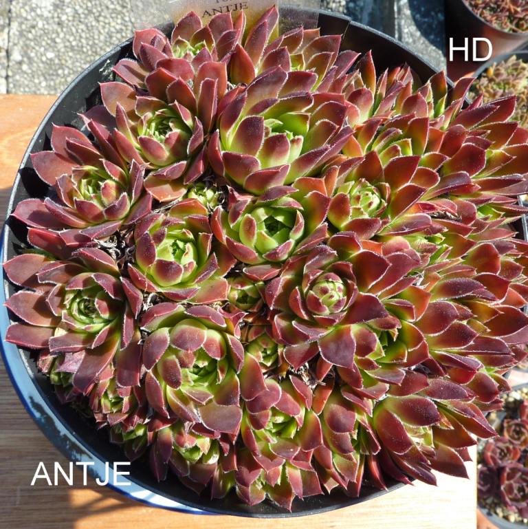 Antje / Jovi
