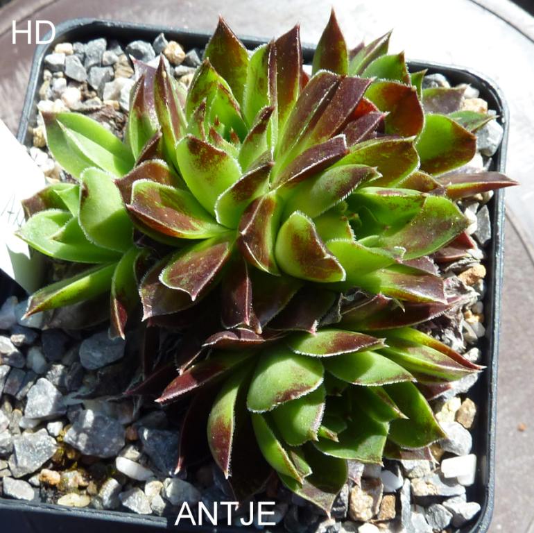 Antje / Jovi