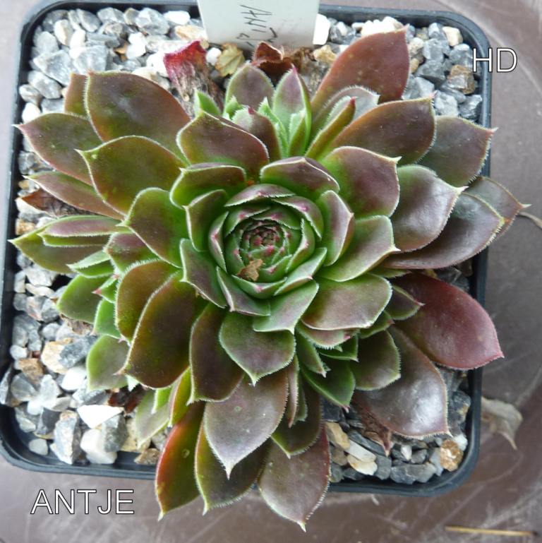 Antje / Jovi