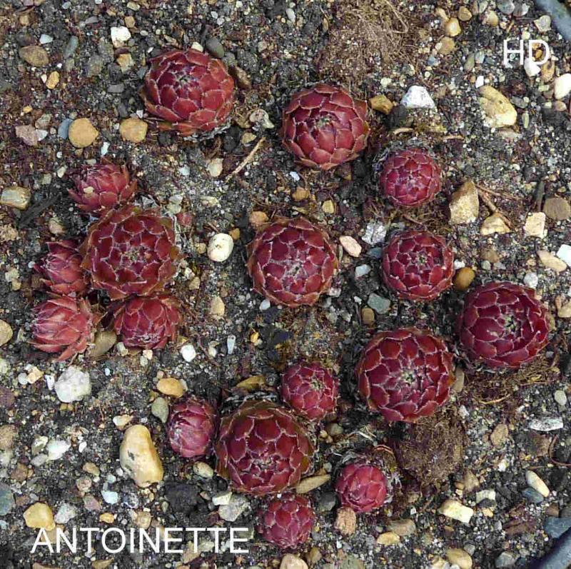 Antoinette