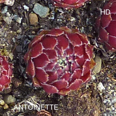 Antoinette
