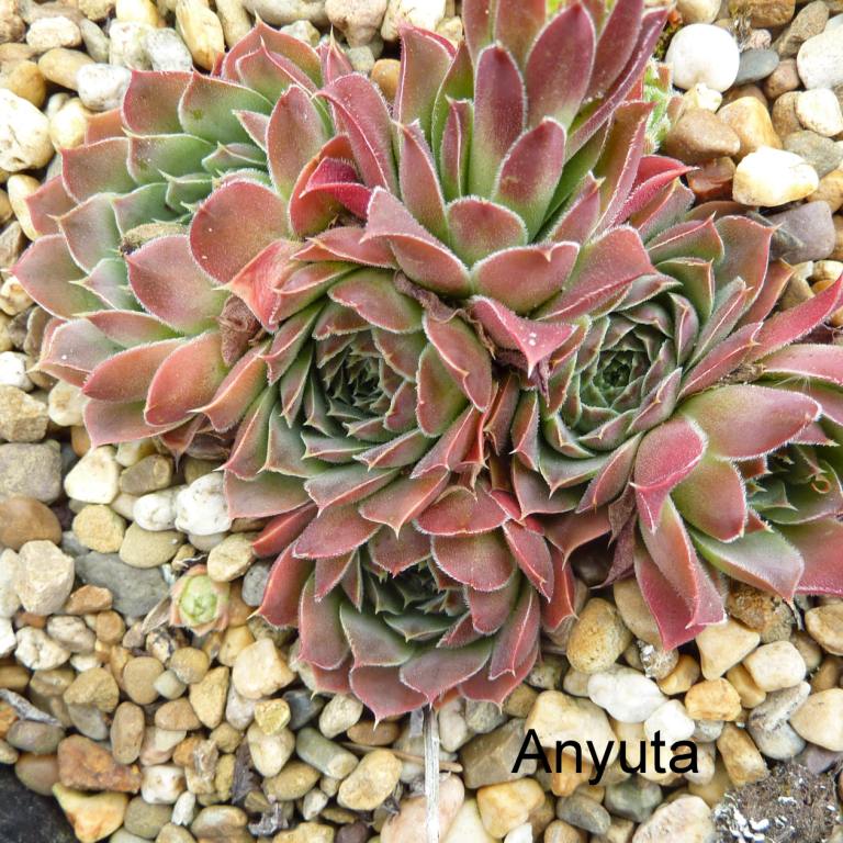 Anyuta / Jovi