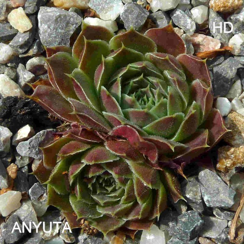 Anyuta / Jovi
