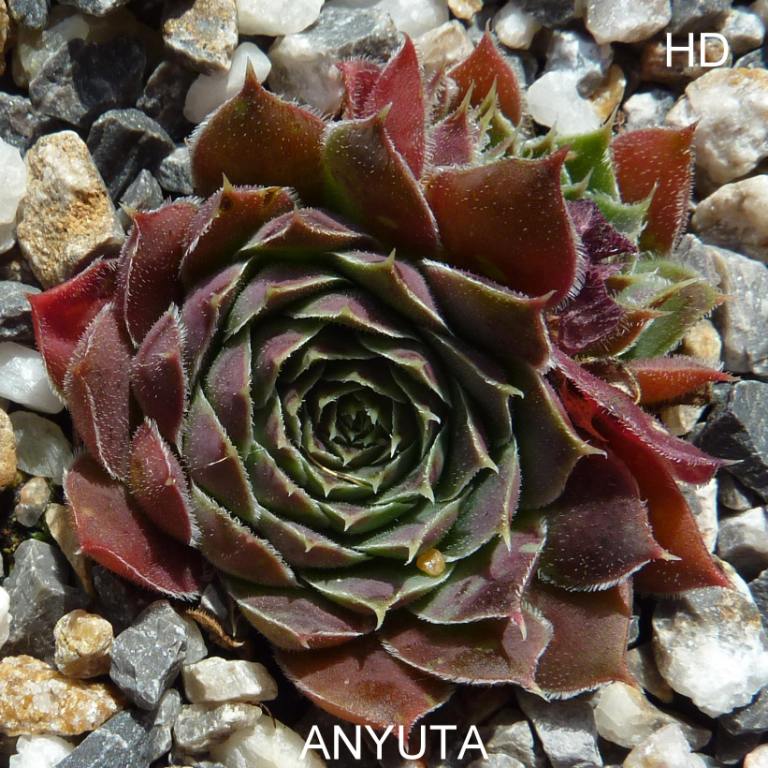 Anyuta / Jovi
