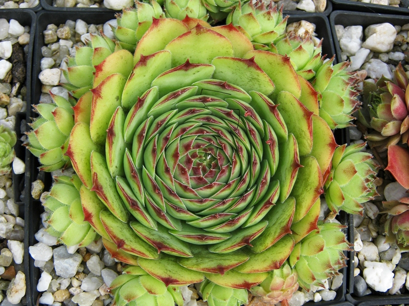 Apollo