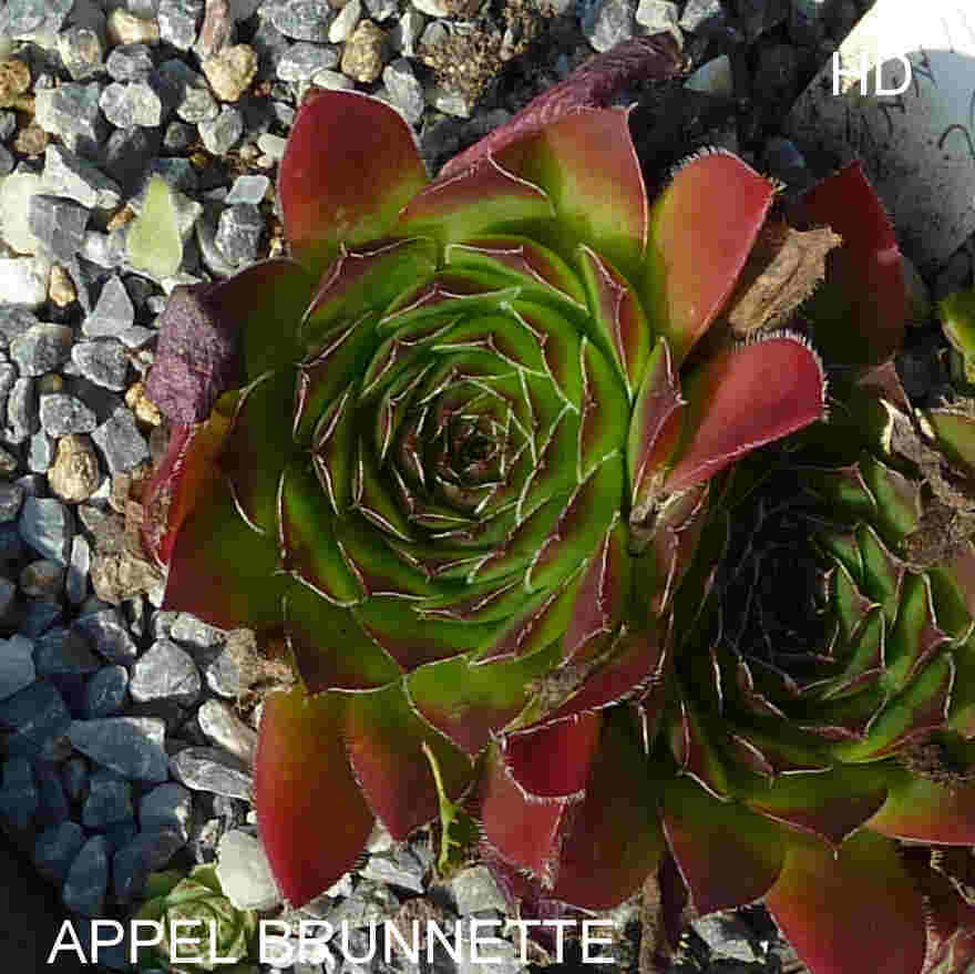 Appel Brunnette / Jovi