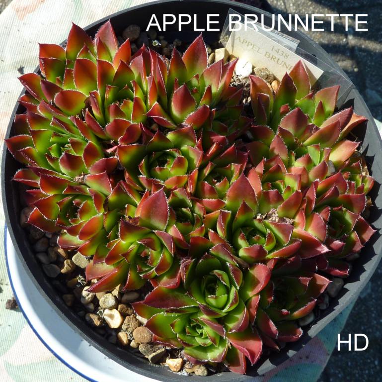 Appel Brunnette / Jovi
