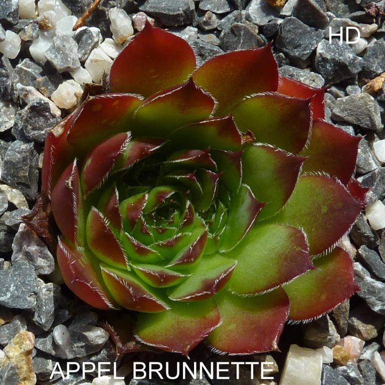 Appel Brunnette / Jovi