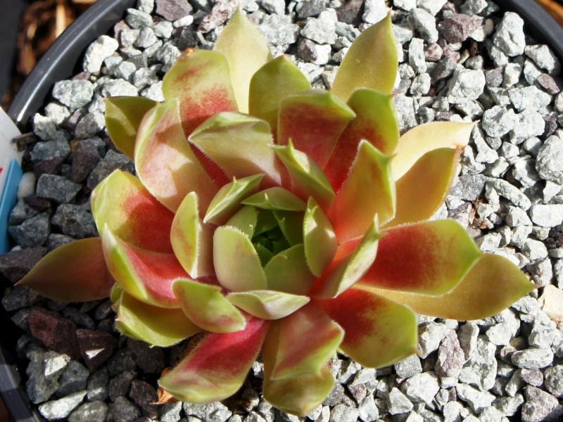 Apricot Beauty