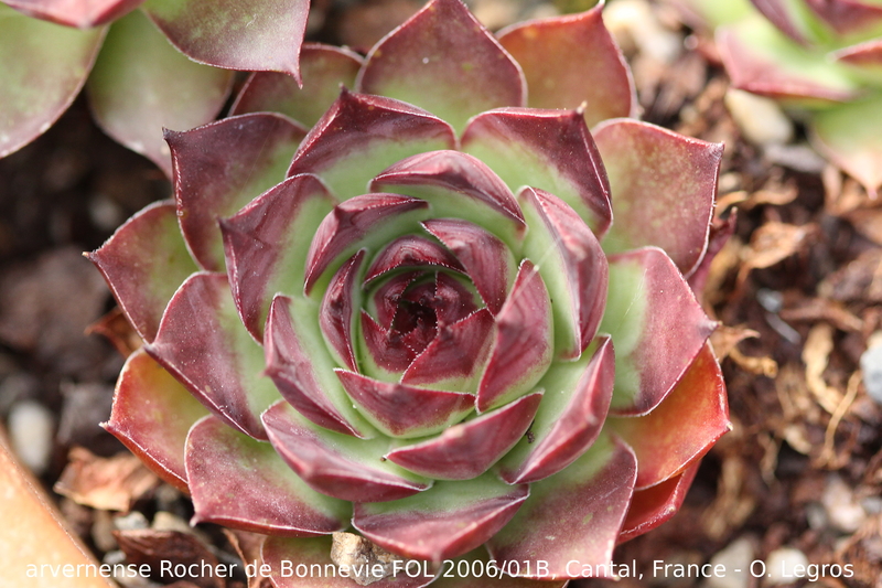 tectorum var. arvernense from Rocher de Bonnevie (Typ 01B)