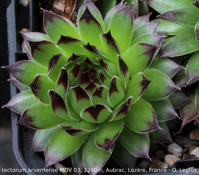 tectorum var. arvernense from Aubrac